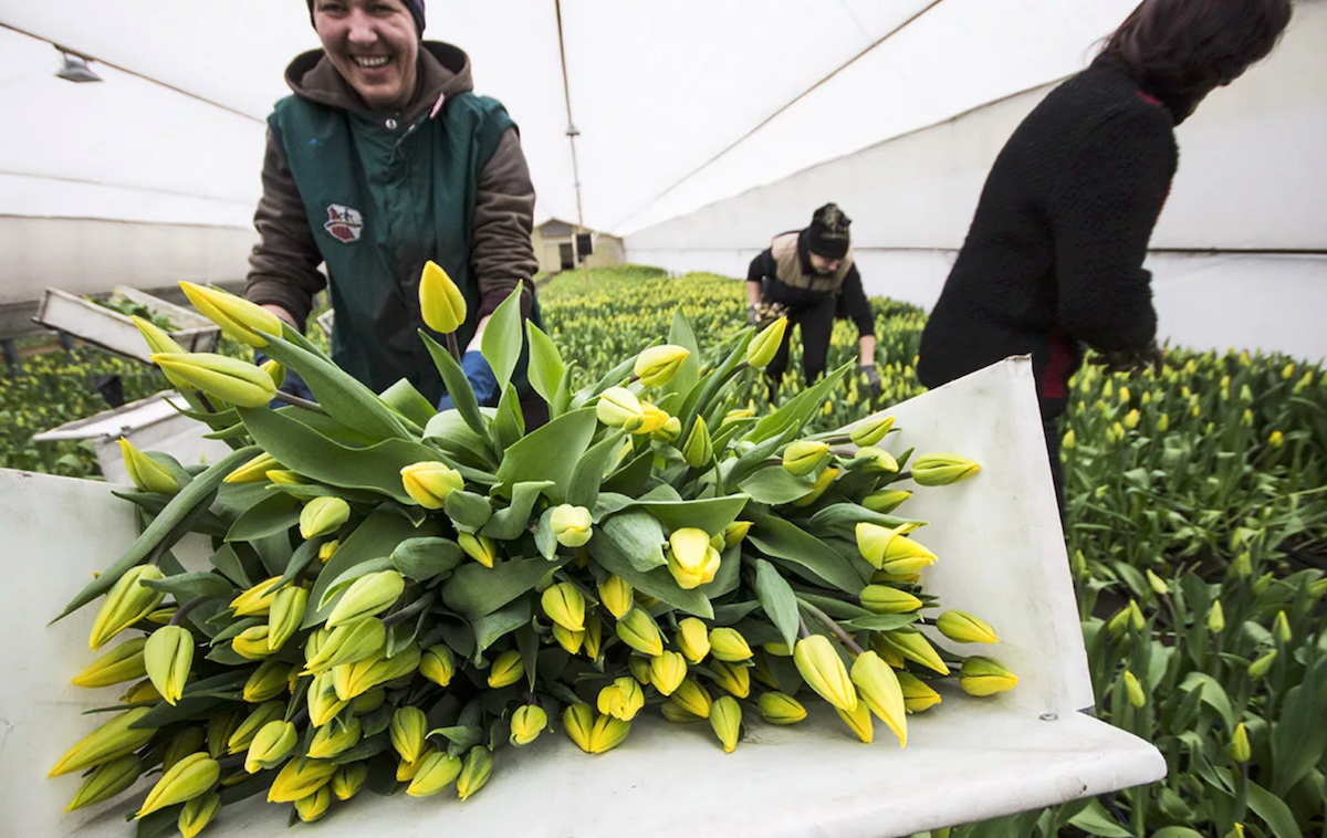 the cost of a tulip bulb in Holland